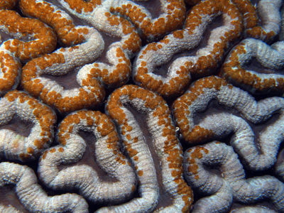 Lobophyllia hemprichii, host for acoel flatworms