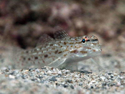 Orangespotted Goby - Istigobius rigilius