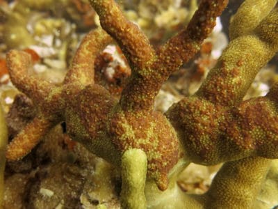 Porites cylindrica, host for acoel flatworms