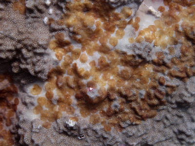 Porites rus, host for acoel flatworms