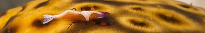 Shrimps of Palau: A Gallery of Tiny Treasures