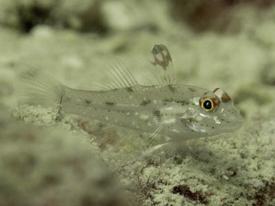 Signalfin Goby - Fusigobius signipinnis