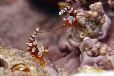 The tiny Squat Shrimp have a distinctive habit of holding their tales vertically