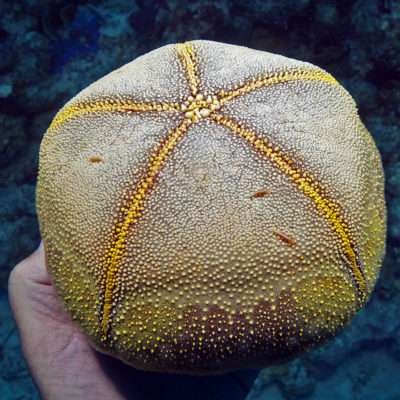 The underside of the Cushion Star (Culcita novaeguineae) is often host to a group of tiny shrimp