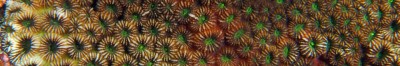 Coral Taxonomy