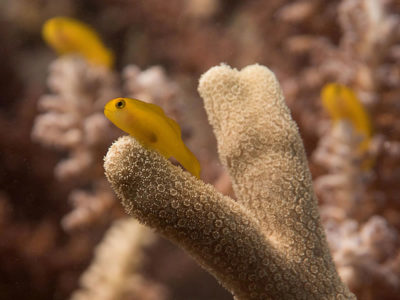 Yellow Coralgoby - Gobiodon okinawae