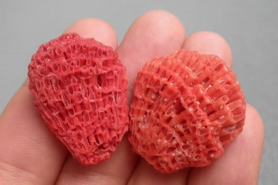 The bright red coloration of a couple of “beach strawberries” that I spotted while walking the beach. The tubular form of the Tubipora skeleton with the horizontal connecting plates can be more easily seen here.