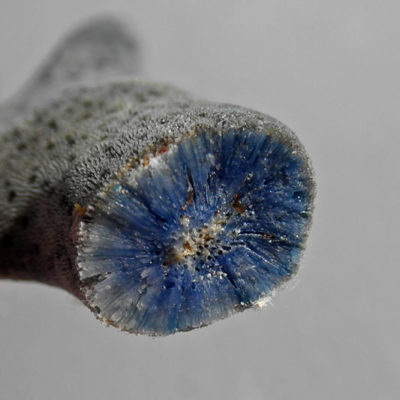 close-up view of broken end of Blue Coral branch