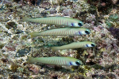 zebra dartfish Ptereleotris zebra