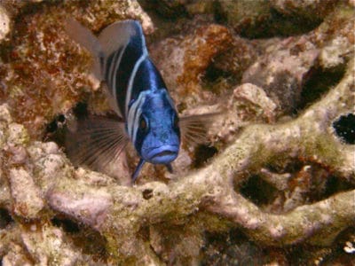 Lagoon Life at Bajo Nuevo, Colombia