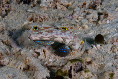 As the gobies move through their small range, they stop frequently to suck in a mouthful of sediment, sifting through it for tiny invertebrates.