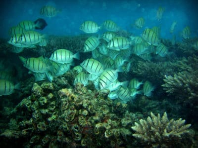 BIOT coral reef