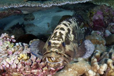 Camouflage Grouper Epinephelus polyphekadion