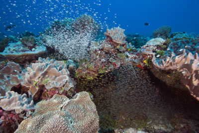 Coral reefs of Chagos Study
