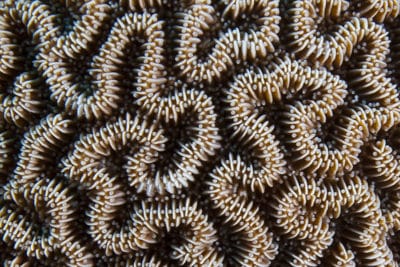 Detail of Ctenella chagius showing meandering structure and alternating septa with tentacles visible between.