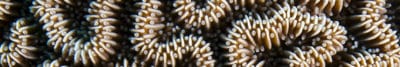 Endemic Ctenella Coral Pano