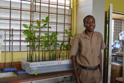 William Knibb student stands next to the mangrove propagules to show the scale. 