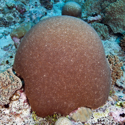 Larger endemic Ctenella coral colony approximately 50 cm across.