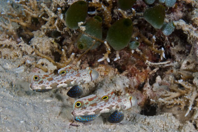 Mated pair of Twinspot Signal Gobies near their burrow which is barely visible among the coral rubble and green Urn Tunicates.
