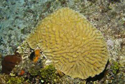Similar looking Meandrinidae coral species from the Caribbean—Maze Coral (Meandrina meandrites).
