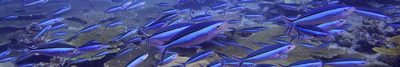 Schooling Fish Chagos