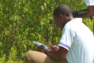 Secondary students in Jamaica and the Bahamas learn about mangroves through hands-on field projects.