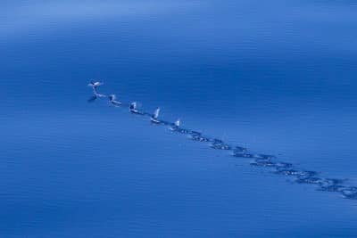 flying fish taxi along surface using tail fin