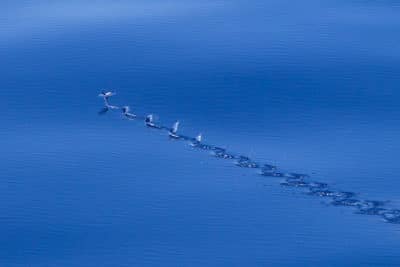 flying fish taxi along surface using tail fin