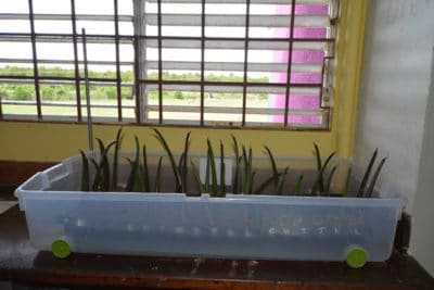 growing mangrove propagules at beginning of JAMIN project