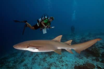 large pregnant female tawny nurse shark comes over to inspect us