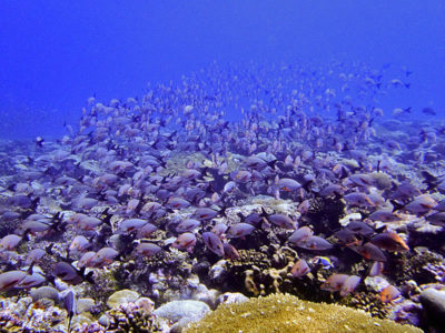 large school of humpback snapper (Lutjanus gibbus)