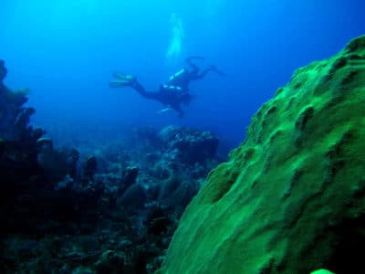 Scientists from the Global Reef expedition survey fish on Jamaica's Pedro Banks