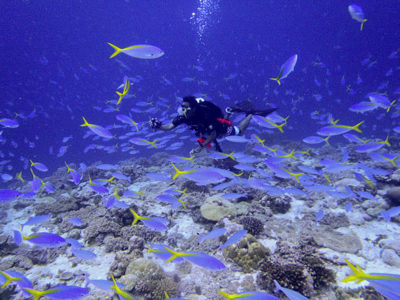 science diver surrounded by school of blue and yellow fusiliers (Caesio teres)