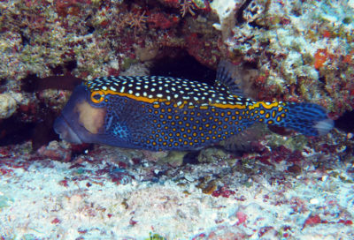 spotted trunkfish, Ostracion meleagris