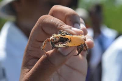 A student holds up a fiddler crab, one of many species that makes its home in Jamaican mangrove forests