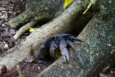 Darker bluish Coconut Crab emerging from burrow at base of tree