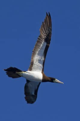 Female Brown Booby (Sula leucogaster) distinguished by yellowish facial skin, showing the distinct line separating white belly from brown head