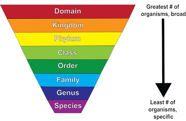 Classifications Chart