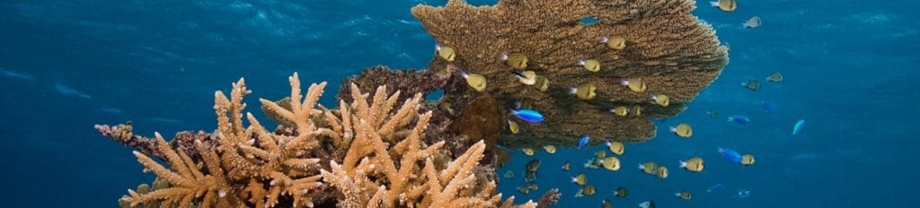 New Coral Reef Ecology Curriculum