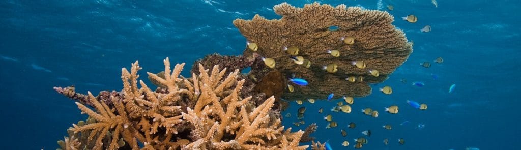 New Coral Reef Ecology Curriculum