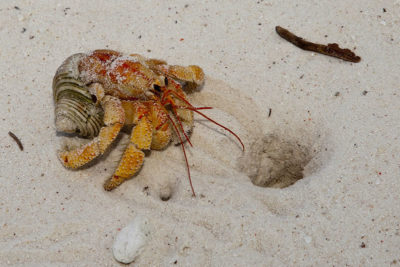 Strawberry Hermit Crab in need of a larger gastropod shell