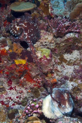 male Day Octopus extends his hectocotylus into female’s mantle to transfer a spermatophore