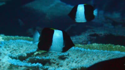 Black Pyramid Butterflyfish Hemitaurichthys zoster