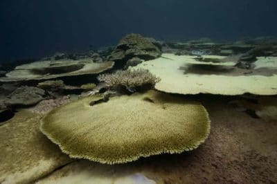 Coral Bleaching BIOT