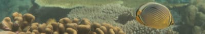 Butterflyfishes of BIOT