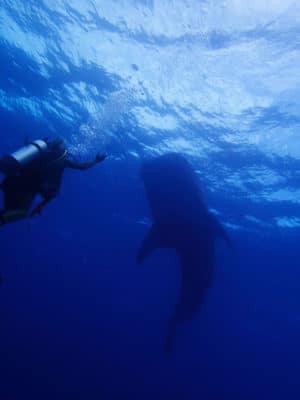 Whale Shark Encounter BIOT