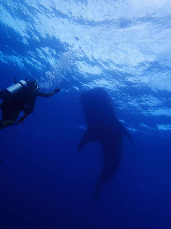 Whale Shark Encounter BIOT