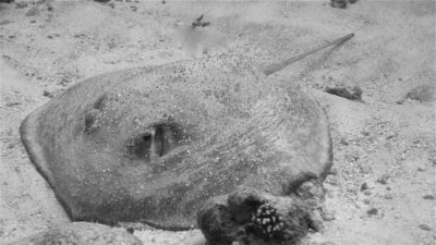 Porcupine ray (Urogymnus asperrimus). Photo Kate Fraser