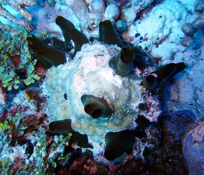 Porites colony pierced by Siphonodictyon mucosum