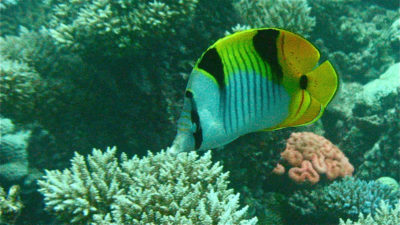 Saddleback Butterflyfish Chaetodon falcula